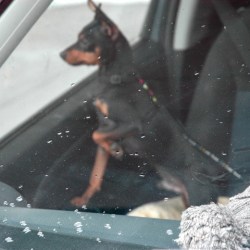 Travelling with a dog - Jethro attached in the car